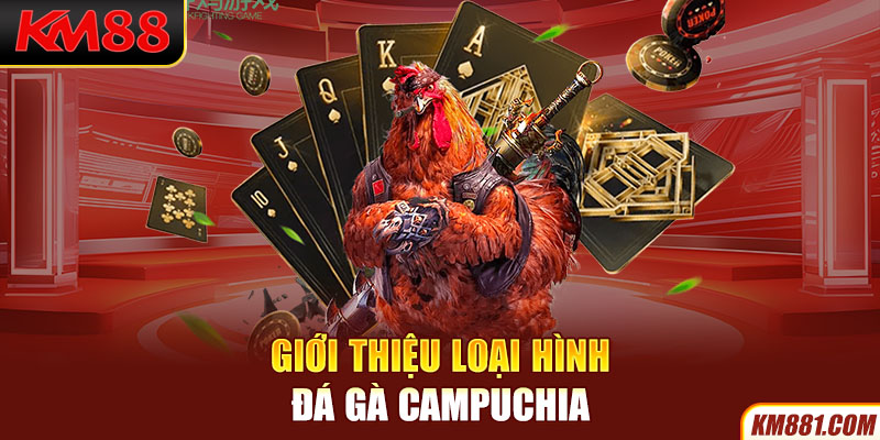 Giới thiệu loại hình đá gà Campuchia 