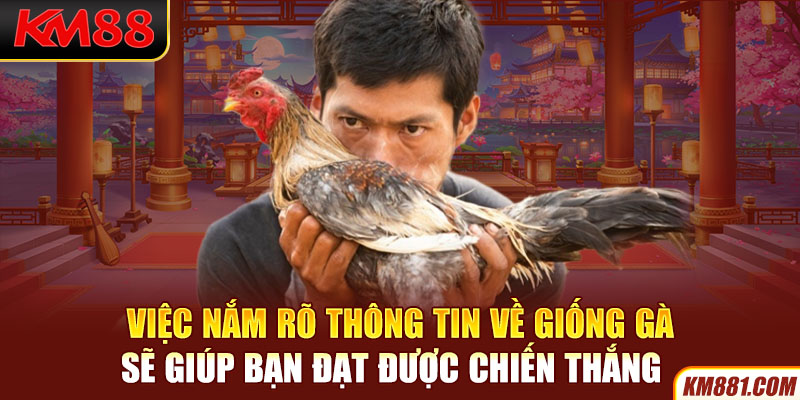 Việc nắm rõ thông tin về giống gà sẽ giúp bạn đạt được chiến thắng