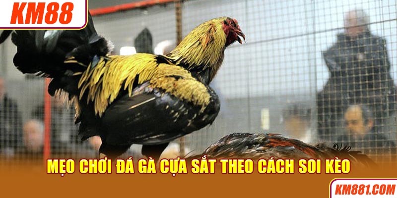 Mẹo chơi đá gà cựa sắt theo cách soi kèo