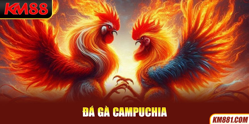 Đá gà Campuchia tại KM88 đem đến những trận đấu kịch tính và hấp dẫn người xem