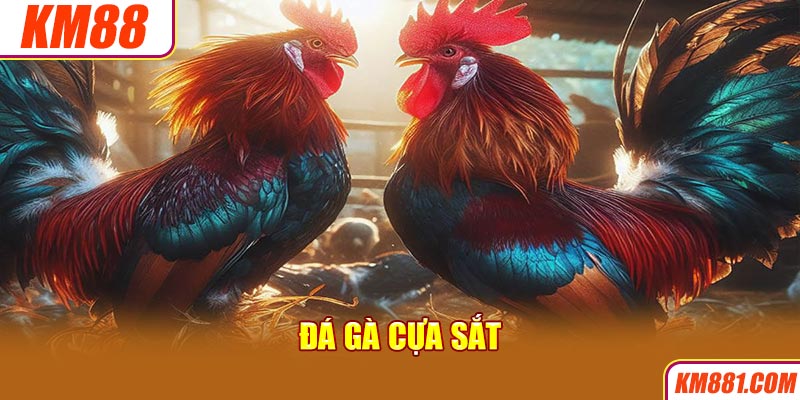 Đá gà cựa sắt là một hình thức cá cược nổi bật và được nhiều bet thủ yêu thích hiện nay