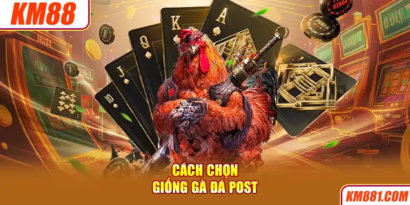 Cách chọn giống gà đá Post