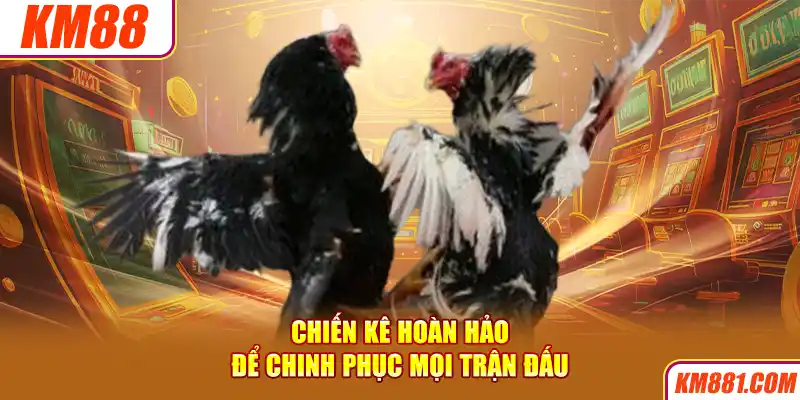 Chiến kê hoàn hảo để chinh phục mọi trận đấu