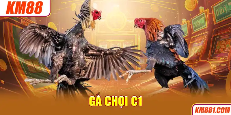 Gà Chọi C1