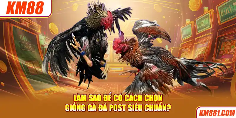 Làm sao để có cách chọn giống gà đá Post siêu chuẩn?